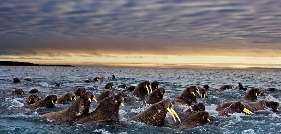 «День мигрирующих животных» - ещё один повод стать ближе к природе.